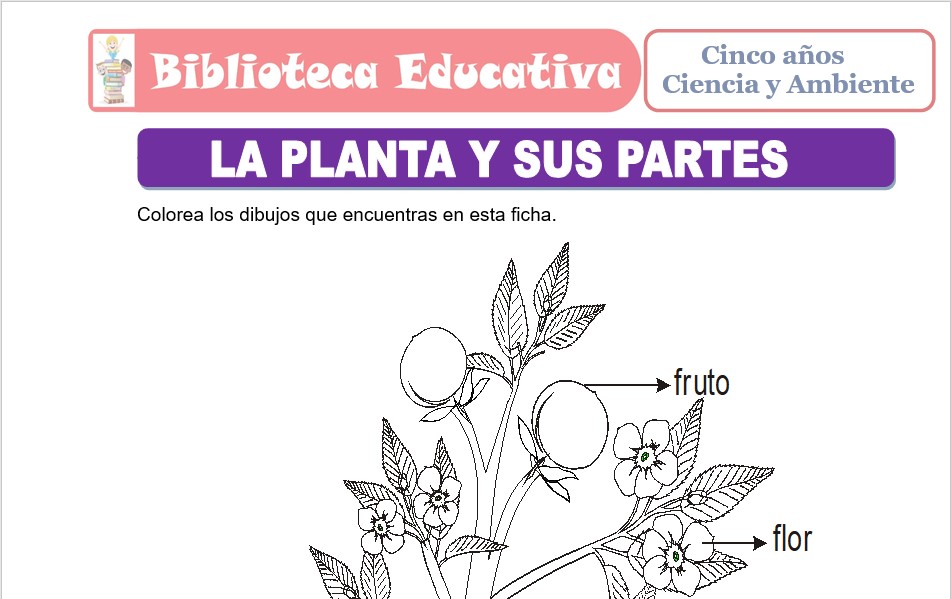 Modelo de la Ficha de La Planta y sus Partes para niños de nivel inicial